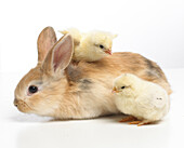 Young dwarf Lop rabbit and two chicks