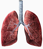 Human lungs at 36 weeks, illustration