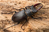 Male stag beetle on rotting timber.