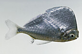 Hatchet fish