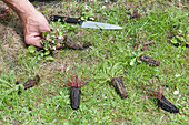 Plants on lawn with knife