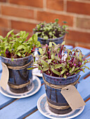 Pots of microgreen plants