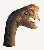 Oviraptor head, illustration