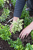Planting sage in a herb bed