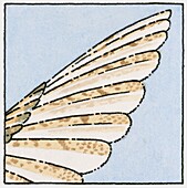 Owl feathers, illustration