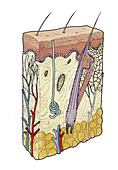 Cross section of human skin, illustration
