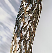 Irregular area of flaking bark