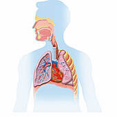 Diagram lungs, heart and vocal chords