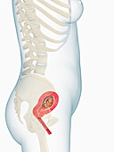 Foetus in womb at 3 months, illustration
