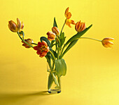 Wilting orange tulips in a glass of water