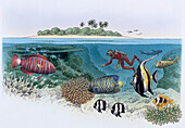 Barrier reef, illustration