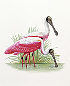 Roseate spoonbill, illustration