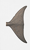 Flukes of lesser beaked whale, illustration