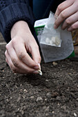 Sowing seeds in vegetable plot