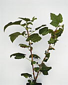 Blackcurrant bush (Ribes nigrum)