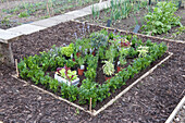 Box parterre planted with herbs