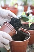Seedlings growing in small pots
