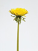 Dandelion flowerhead