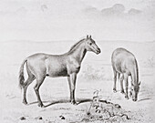 Hipparion horse, illustration
