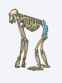 Location of pelvis part of chimpanzee skeleton, illustration