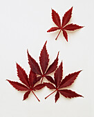 Japanese maple (Acer palmatum 'Red Pygmy')