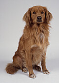 Nova scotia duck tolling retriever sitting