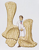 Scientist standing next to two large bones, illustration