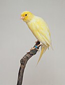 Yellow canary perching on a twig