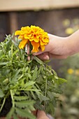 Hand holding flower head of French marigold (Tagetes patula)
