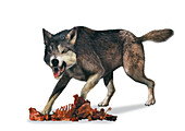 Dire wolf, illustration