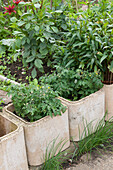 Tomato plants growing in concrete containers