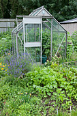 Allotment greenhouse with rows of vegetables