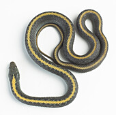 Aquatic garter snake