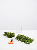 Rosemary, vase and scissors on a table