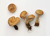 Lawn funnel cap mushrooms
