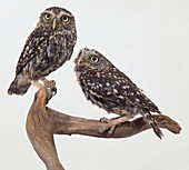 Little owls perching on a branch