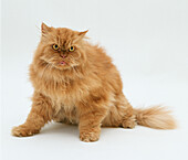 Old ginger cat with a matted coat