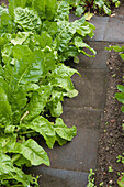 Spinach growing by path on allotment