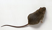 Mouse with long tail