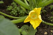 Yellow flower head on courgette plant