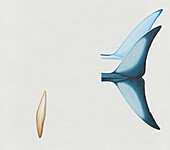 Flukes of southern right whale dolphin, illustration