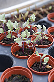 Kohlrabi 'Kolibri' seedlings in pots