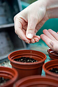 Sowing parsley seed in pots