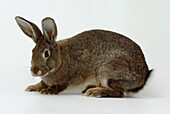 Brown rabbit crouching down