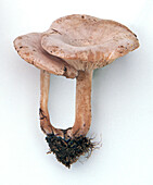 Sweating mushroom
