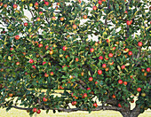 Fruit growing on apple tree (Malus sp.)