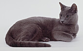 Blue Russian shorthair cat lying down