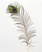 Single tail feather from male peacock