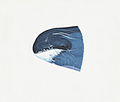 Head of pygmy killer whale, illustration