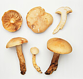 Strong-scented blewit mushroom (Lepista irina)